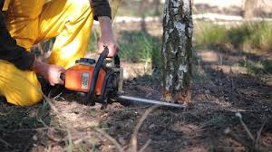 Professional Tree Removal and Landscaping Services in Lake Los Angeles, CA